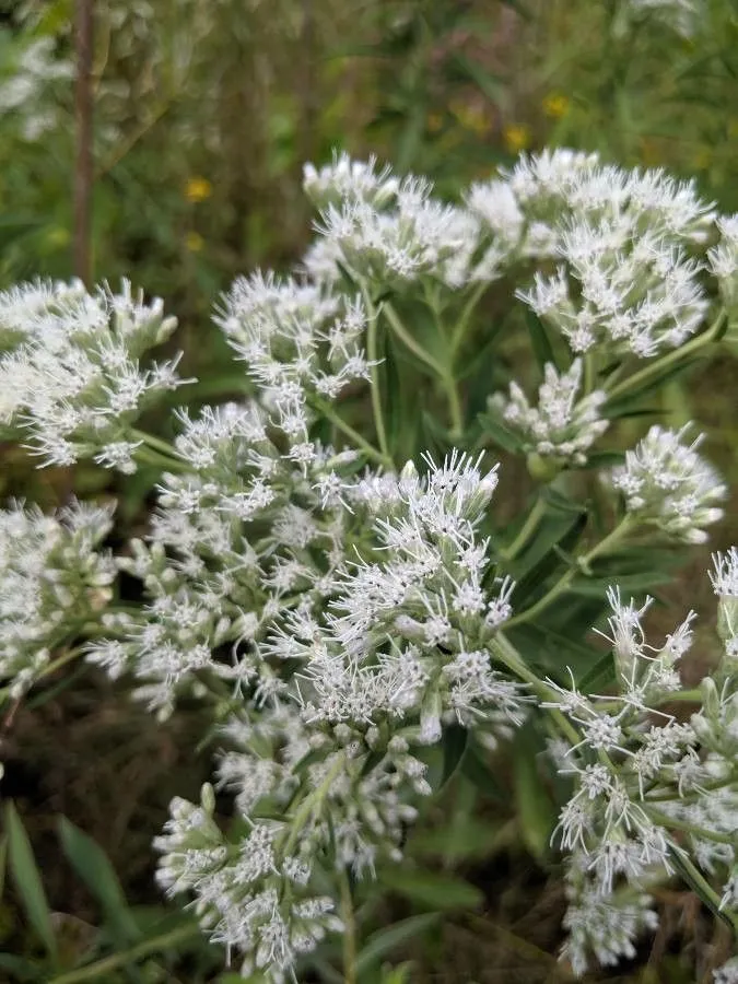 Tall thoroughwort (Eupatorium altissimum, Sp. Pl.: 837 (1753))