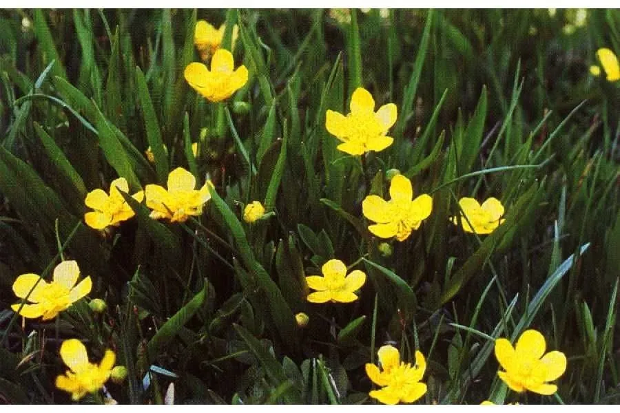 Plantainleaf buttercup (Ranunculus alismifolius, “Pl. hartw. 295. 1849 “”<I>alismaefolius</I>“””)