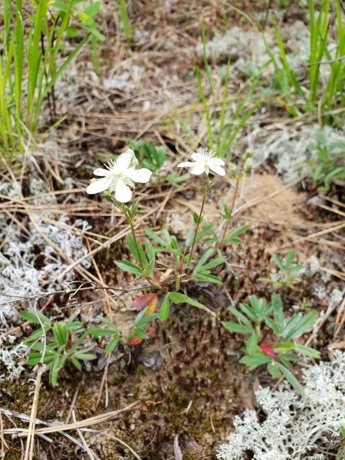 American goldthread (Coptis trifolia, Trans. Linn. Soc. London 8: 305 (1807))