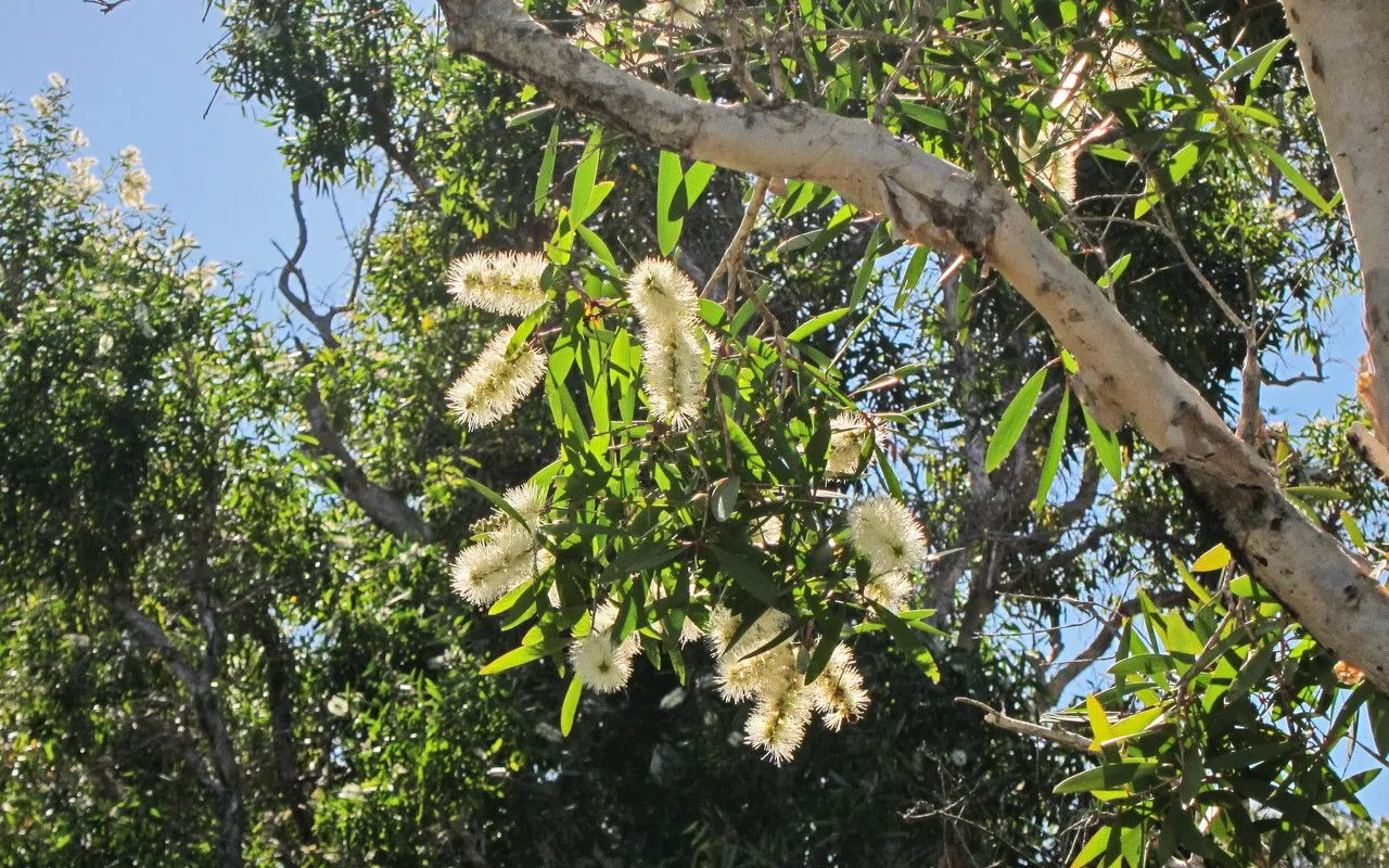 Punktree (Melaleuca quinquenervia, Proc. Roy. Soc. Queensland 69: 76 (1958))