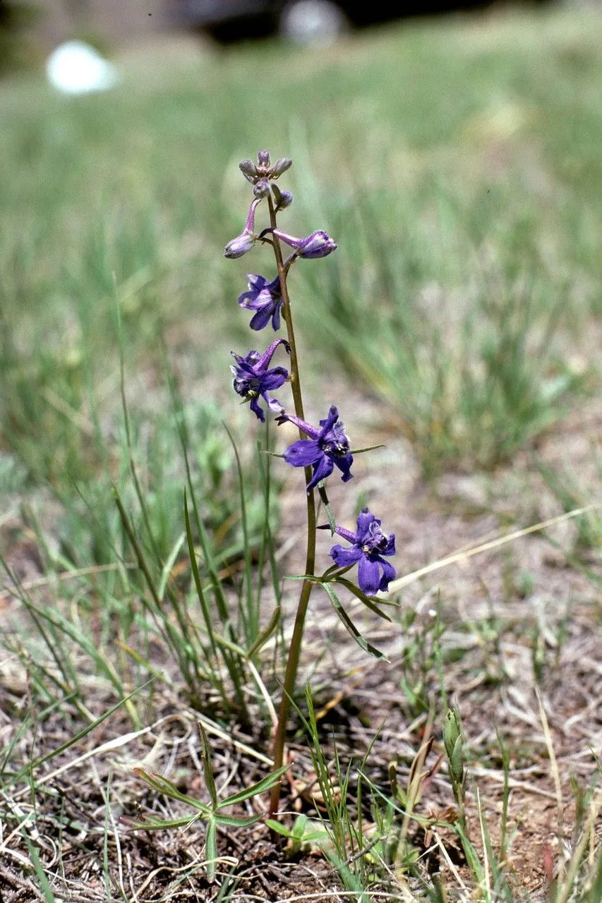 Twolobe larkspur (Delphinium nuttallianum, Repert. Bot. Syst. 2: 744 (1843))