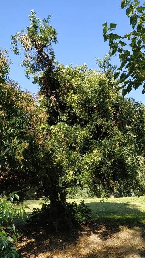 Brown pine (Podocarpus neriifolius, A.B.Lambert, Descr. Pinus 2: 21 (1824))