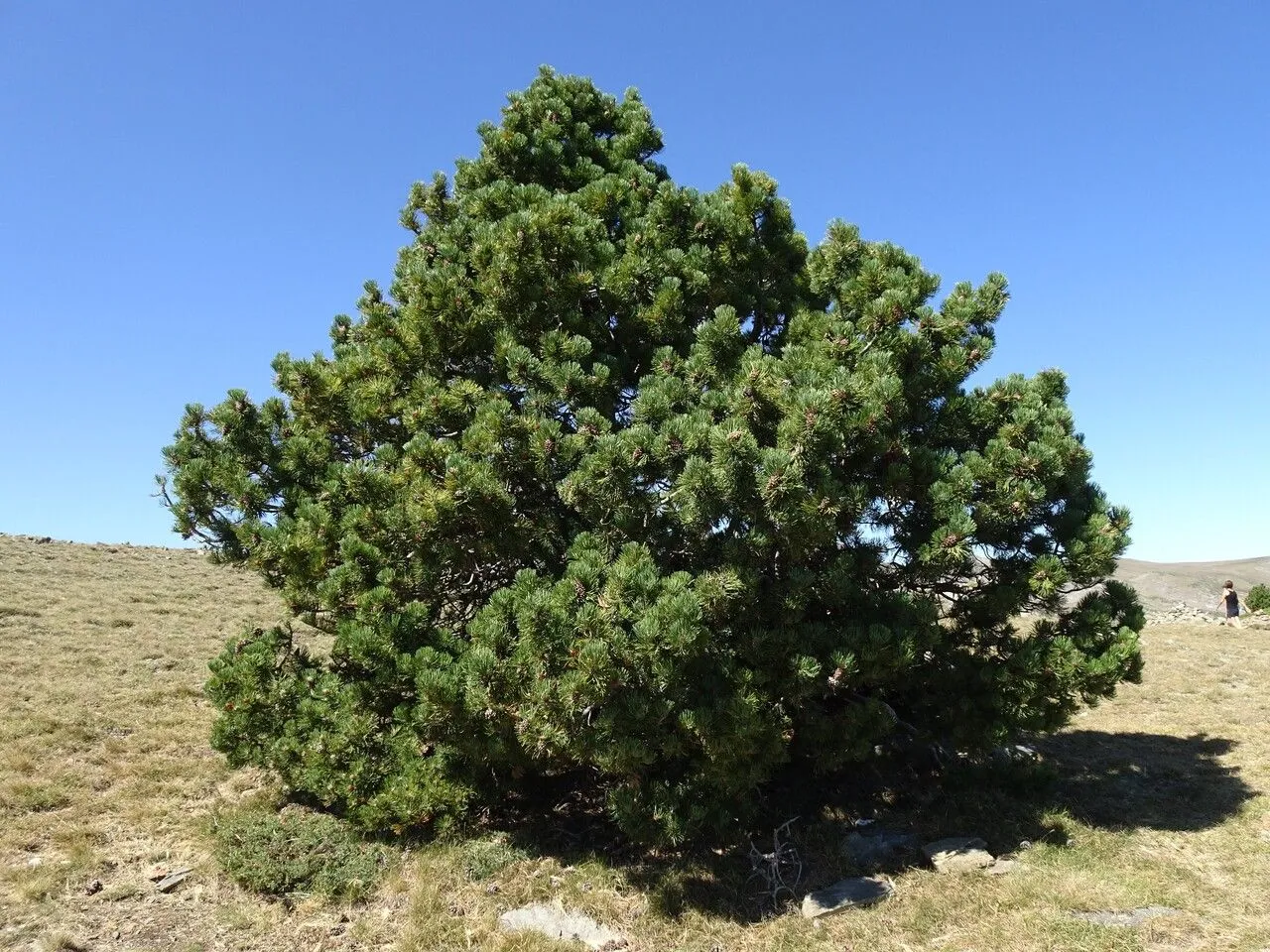 Dwarf mountain pine (Pinus mugo, Giorn. Italia Sci. Nat. 1: 152 (1764))