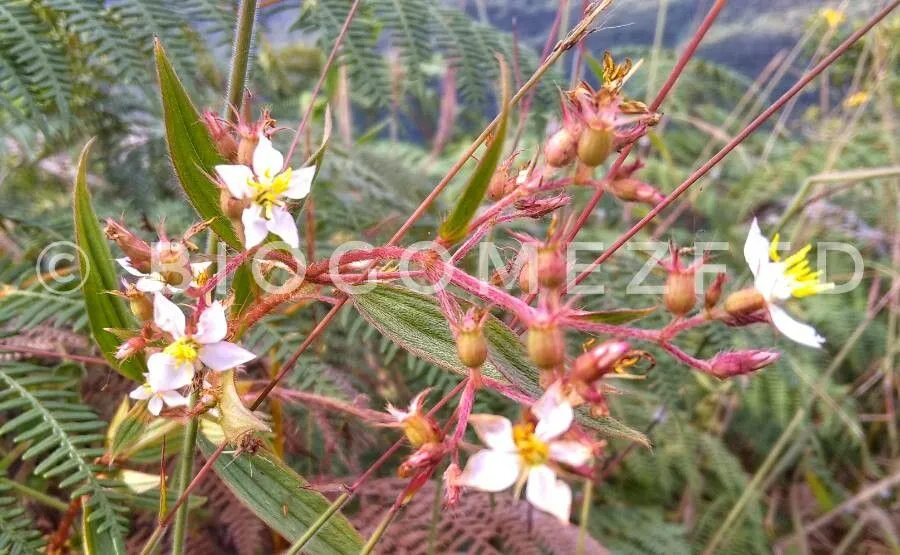 Longleaf glorytree (Tibouchina longifolia, C. F. P. von Martius, Fl. bras. 14(3):402. 1885 (H. E. Baillon, Adansonia 12:74. 1877, nom. nud.))