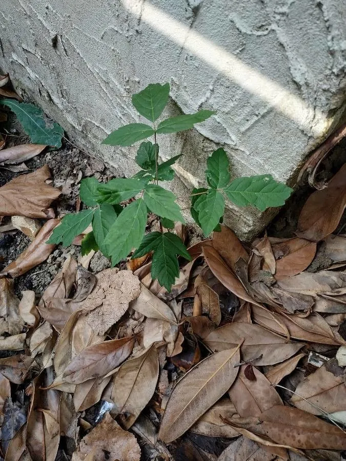 Ash-leaf maple (Acer negundo, Sp. Pl.: 1056 (1753))