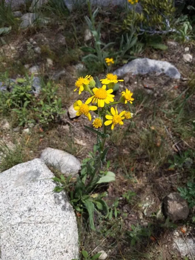 Gaugeplant (Senecio integerrimus, Gen. N. Amer. Pl. 2: 165 (1818))