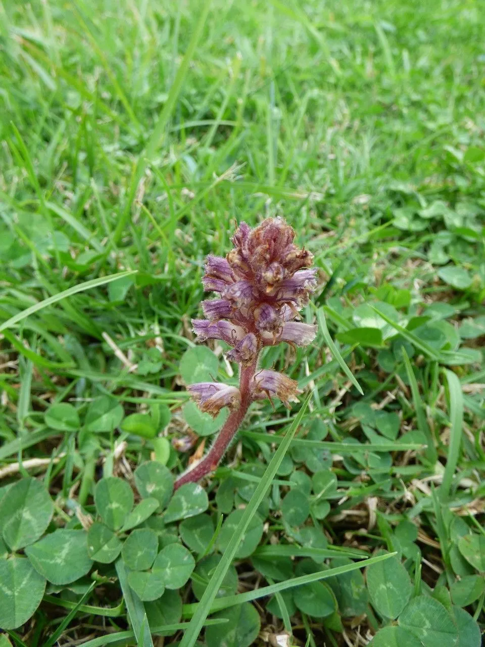 Clover broomrape (Orobanche minor, Engl. Bot. 6: t. 422 (1797))