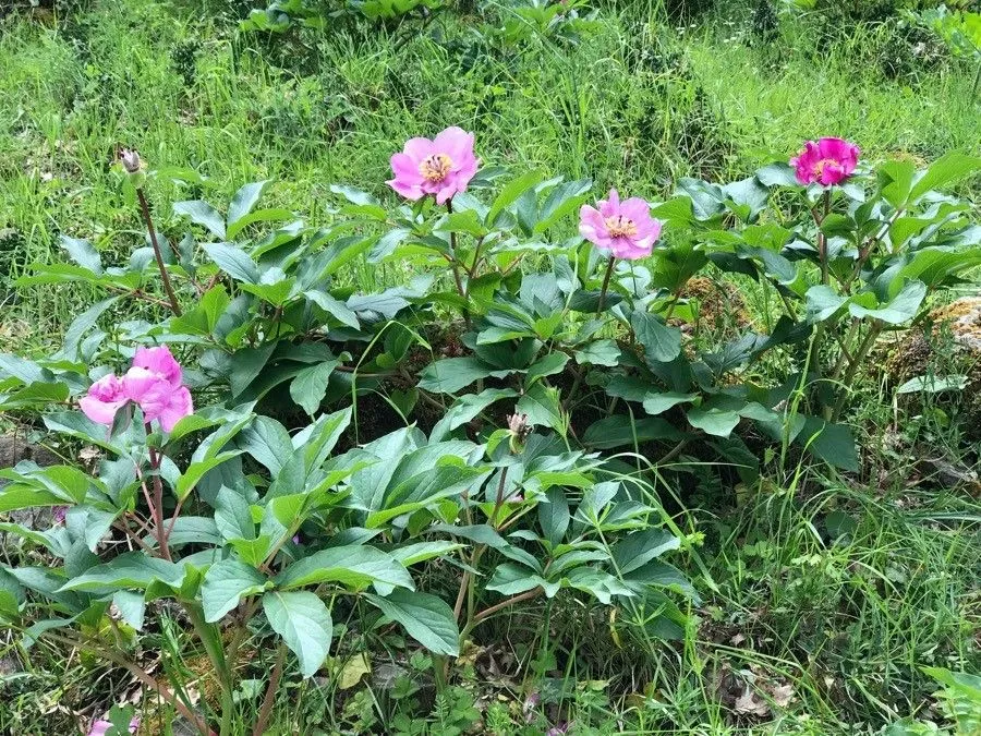 Coral peony (Paeonia mascula, Gard. dict. ed. 8: <I>Paeonia</I> no. 1. 1768)