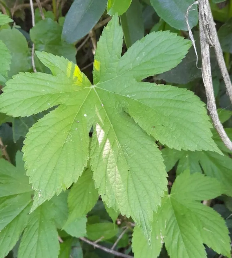 Japanese hop (Humulus scandens, Trans. Amer. Philos. Soc., n.s., 24(2): 138 (1935))