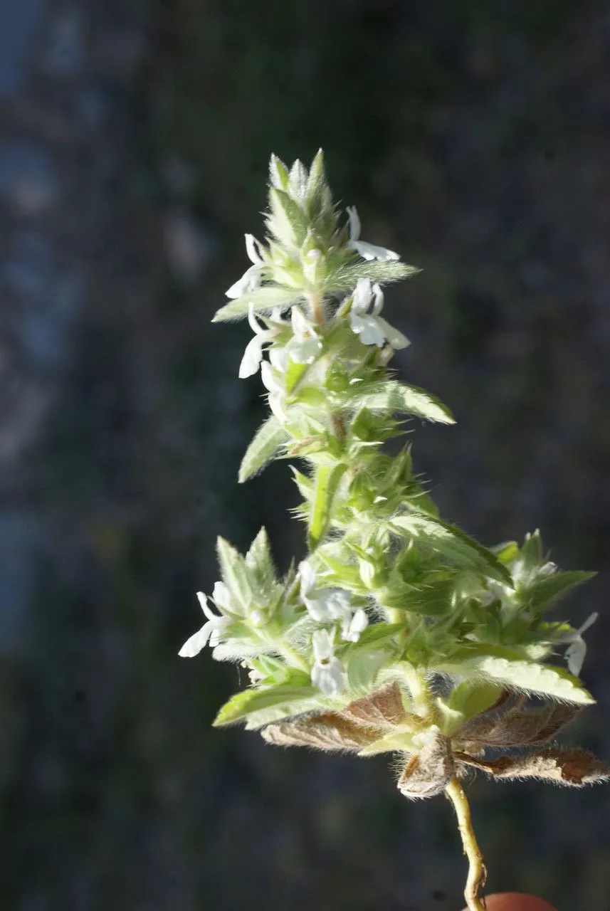 Simplebeak ironwort (Sideritis romana, Sp. Pl.: 575 (1753))