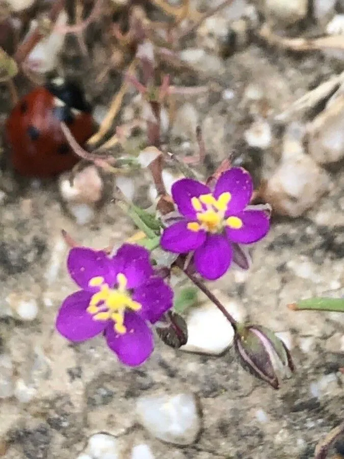 Purple sandspurry (Spergularia purpurea, Gen. Hist. 1: 425 (1831))