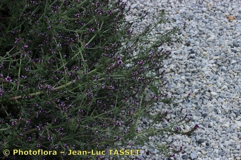 Procumbent vervain (Verbena supina, Sp. Pl.: 21 (1753))