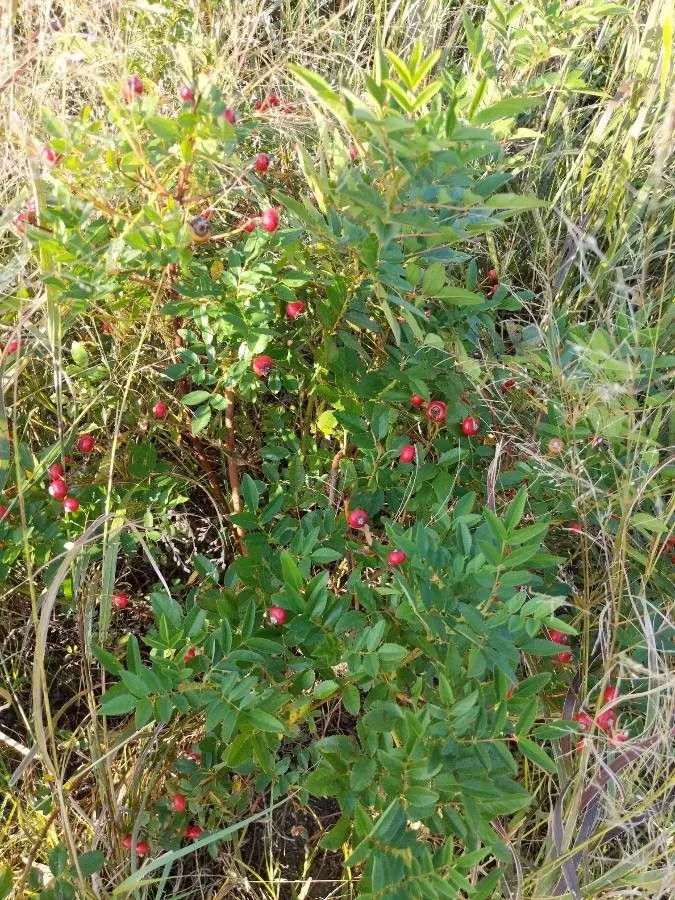 Swamp rose (Rosa palustris, Arbust. Amer.: 135 (1785))