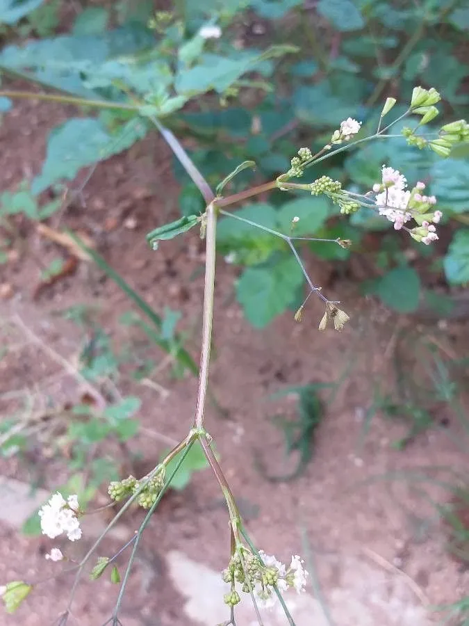 Erect spiderling (Boerhavia erecta, Sp. Pl. 1:3 1753)