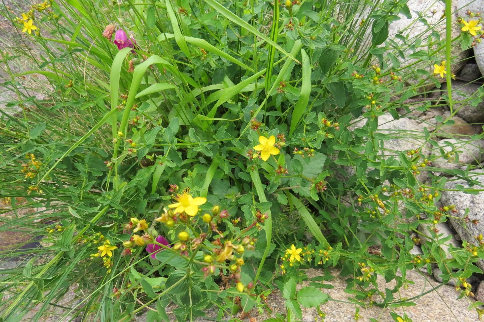 Wavy st. john’s-wort (Hypericum undulatum, Enum. Pl.: 810 (1809))