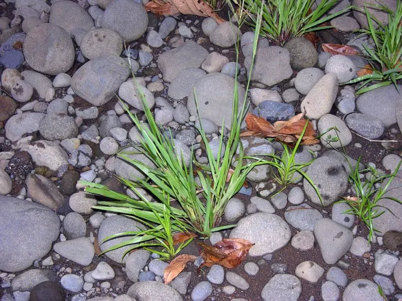 Purple crabgrass (Digitaria violascens, Hort. Berol. 1: 229 (1827))