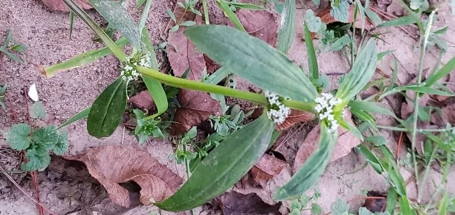 Small squareweed (Mitracarpus hirtus, Prodr. 4: 572 (1830))