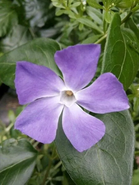 Blue periwinkle (Vinca major, Sp. Pl.: 209 (1753))