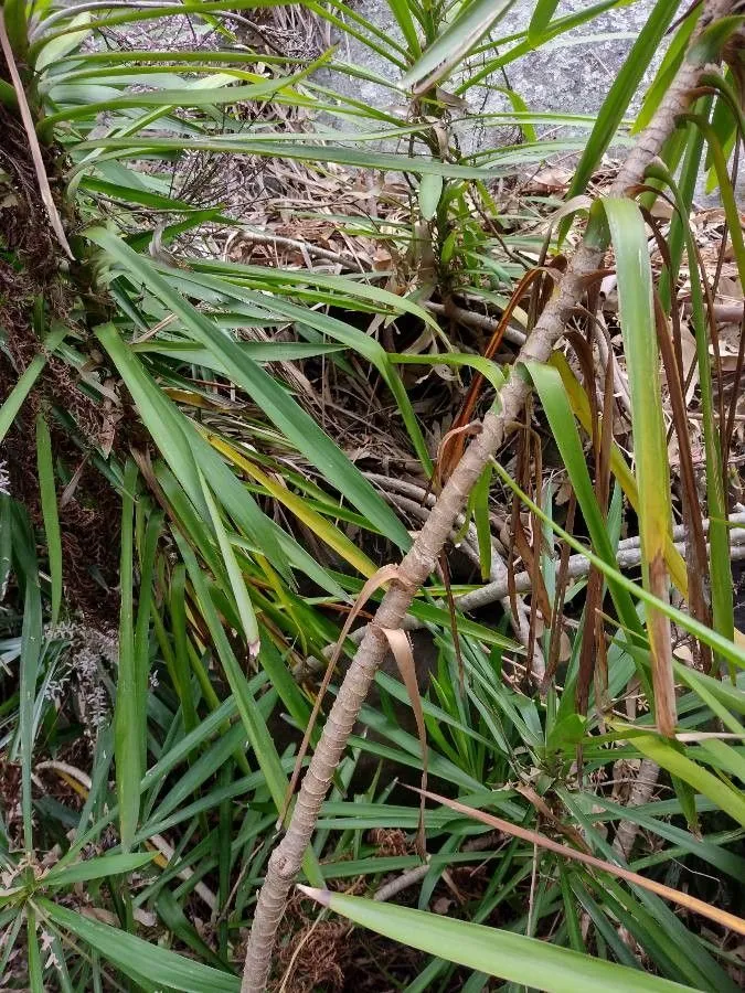 Narrow-leaf palm-lily (Cordyline stricta, Ann. Wiener Mus. Naturgesch. 1: 162 (1836))