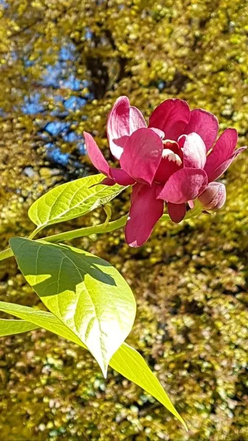 Carolina-allspice (Calycanthus floridus, Syst. Nat. ed. 10, 2: 1066 (1759))