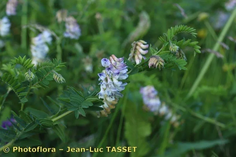 Wood bitter vetch (Vicia orobus, J.B.A.M.de Lamarck & A.P.de Candolle, Fl. Franç., ed. 3, 5: 577 (1815))