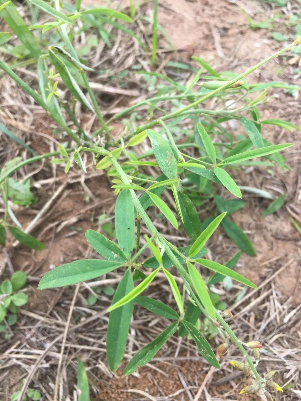 Lanceleaf rattlebox (Crotalaria lanceolata, Comm. Pl. Afr. Austr.: 24 (1836))