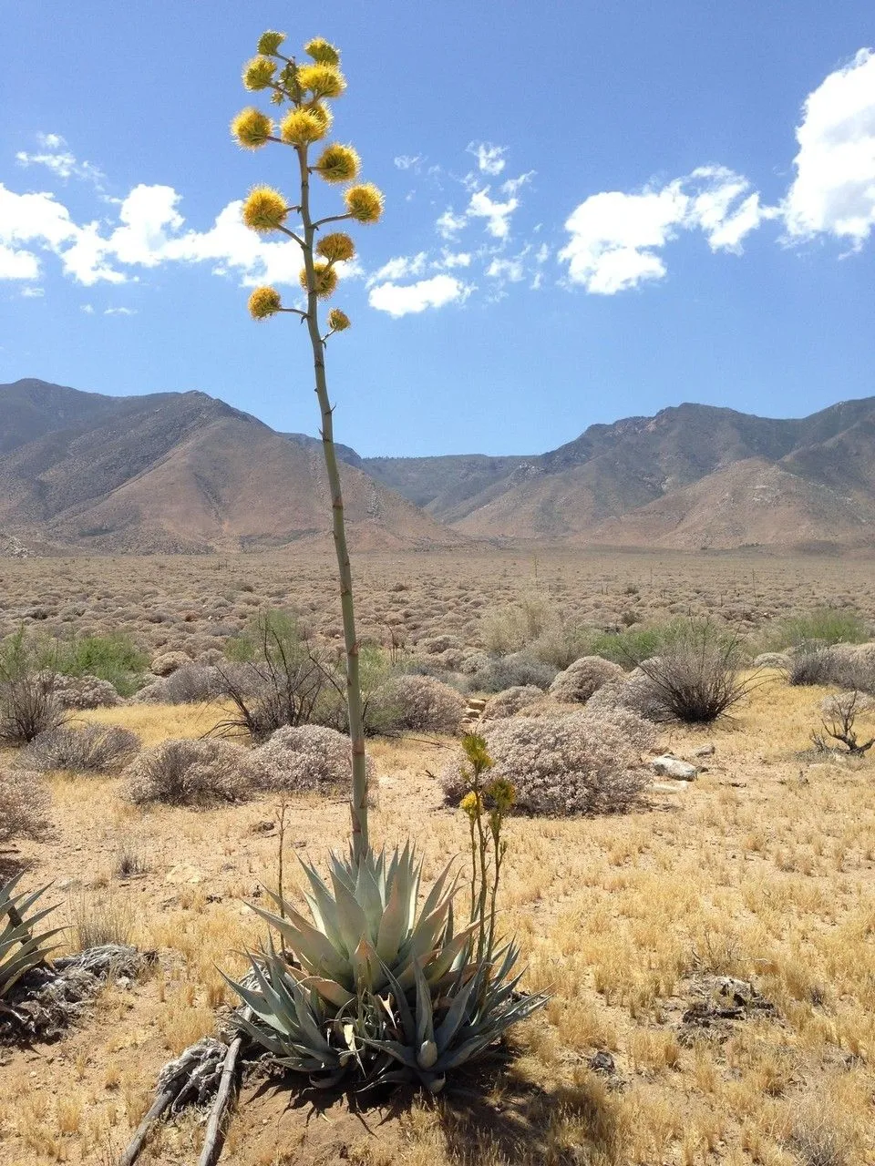 Desert agave (Agave deserti, Trans. Acad. Sci. St. Louis 3: 310 (1875))