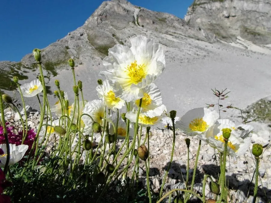 Austrian poppy (Papaver alpinum, Sp. Pl.: 507 (1753))