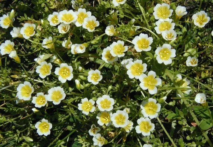 Meadowfoam (Limnanthes douglasii, London Edinburgh Philos. Mag. & J. Sci. 2: 70 (1833))