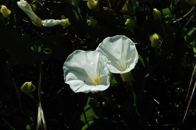 Island false bindweed (Calystegia macrostegia, Ann. Missouri Bot. Gard. 52: 214 (1965))