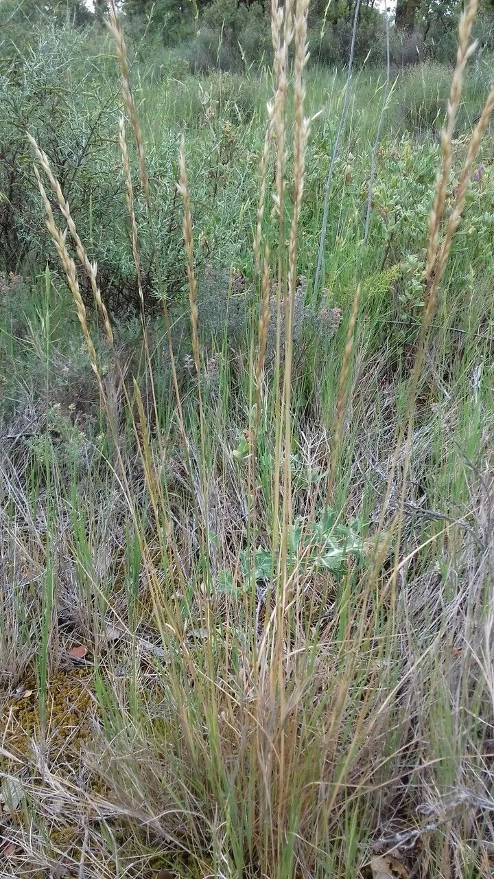 Perennial veldt grass (Ehrharta calycina, Pl. Icon. Ined.: t. 33 (1789))