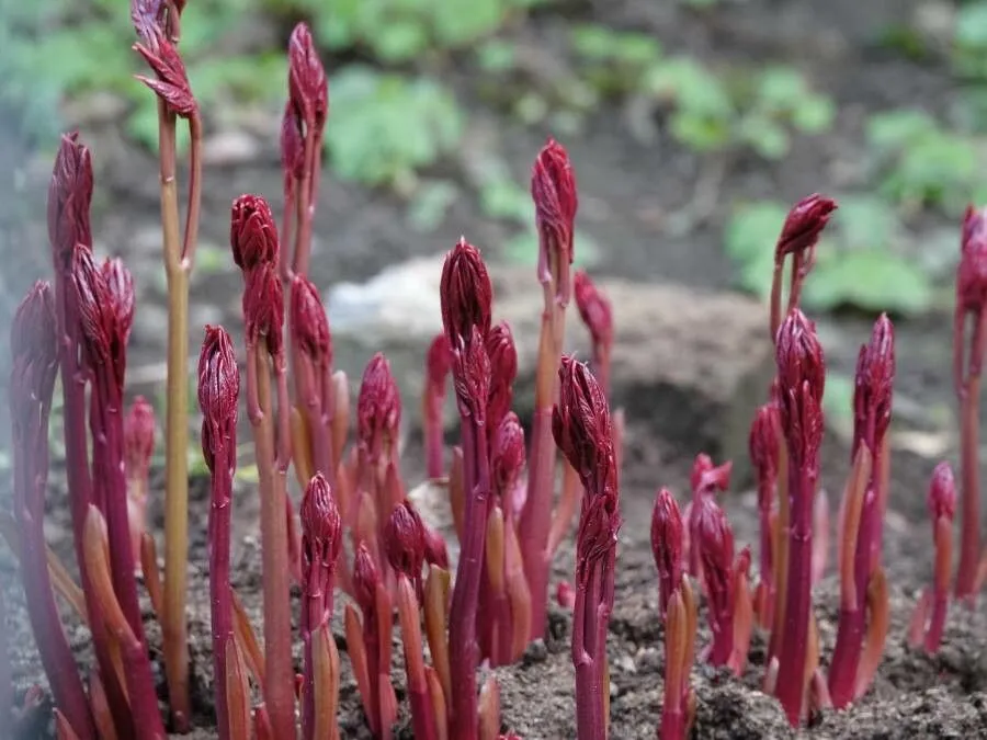 Summer coralroot (Corallorhiza maculata, Amer. Monthly Mag. & Crit. Rev. 2: 119 (1817))