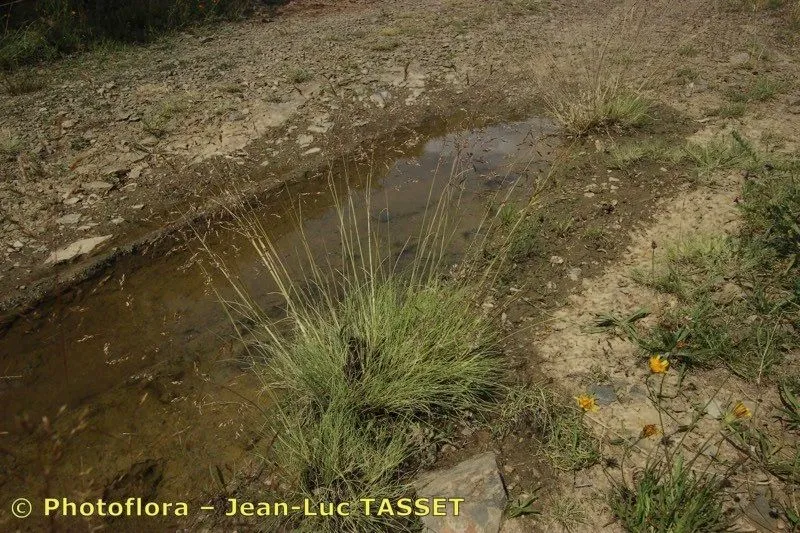 Alpine hairgrass (Deschampsia media, Syst. Veg., ed. 15 bis 2: 687 (1817))