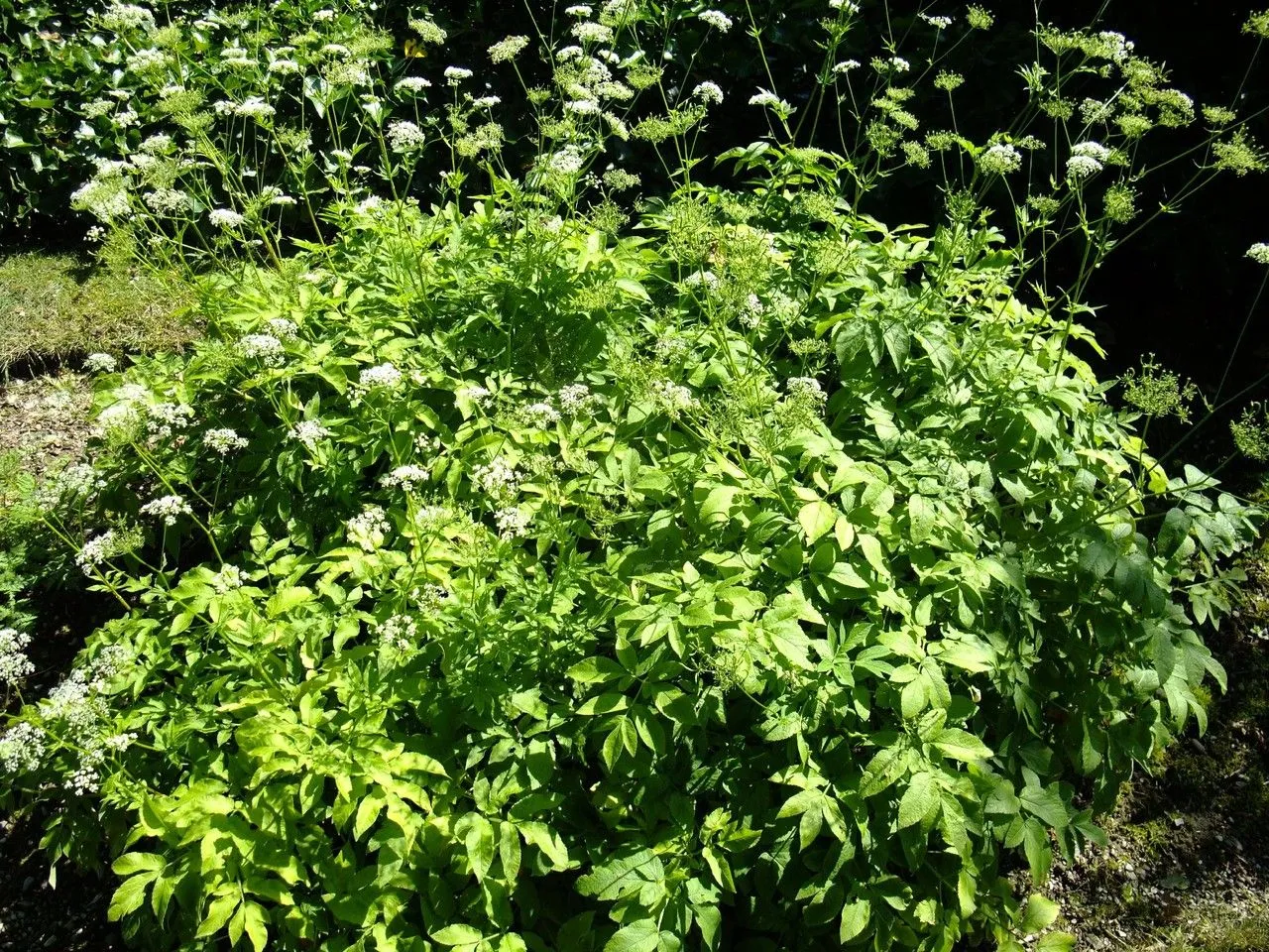 Broadleaf chervil (Chaerophyllum aromaticum, Sp. Pl.: 259 (1753))