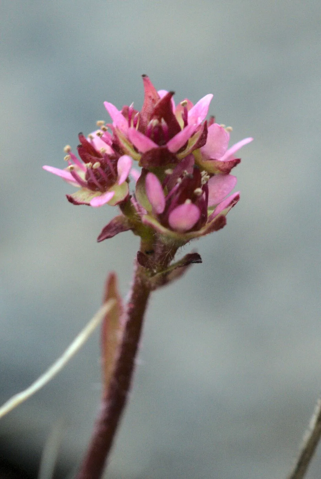 Ottertail pass saxifrage (Micranthes tenuis, N.L.Britton & al. (eds.), N. Amer. Fl. 22: 136 (1905))