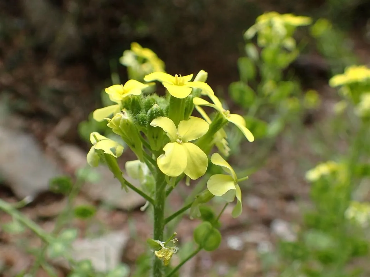 Chicory-leaf buckler mustard (Biscutella cichoriifolia, Not. Fl. France: 167 (1810))