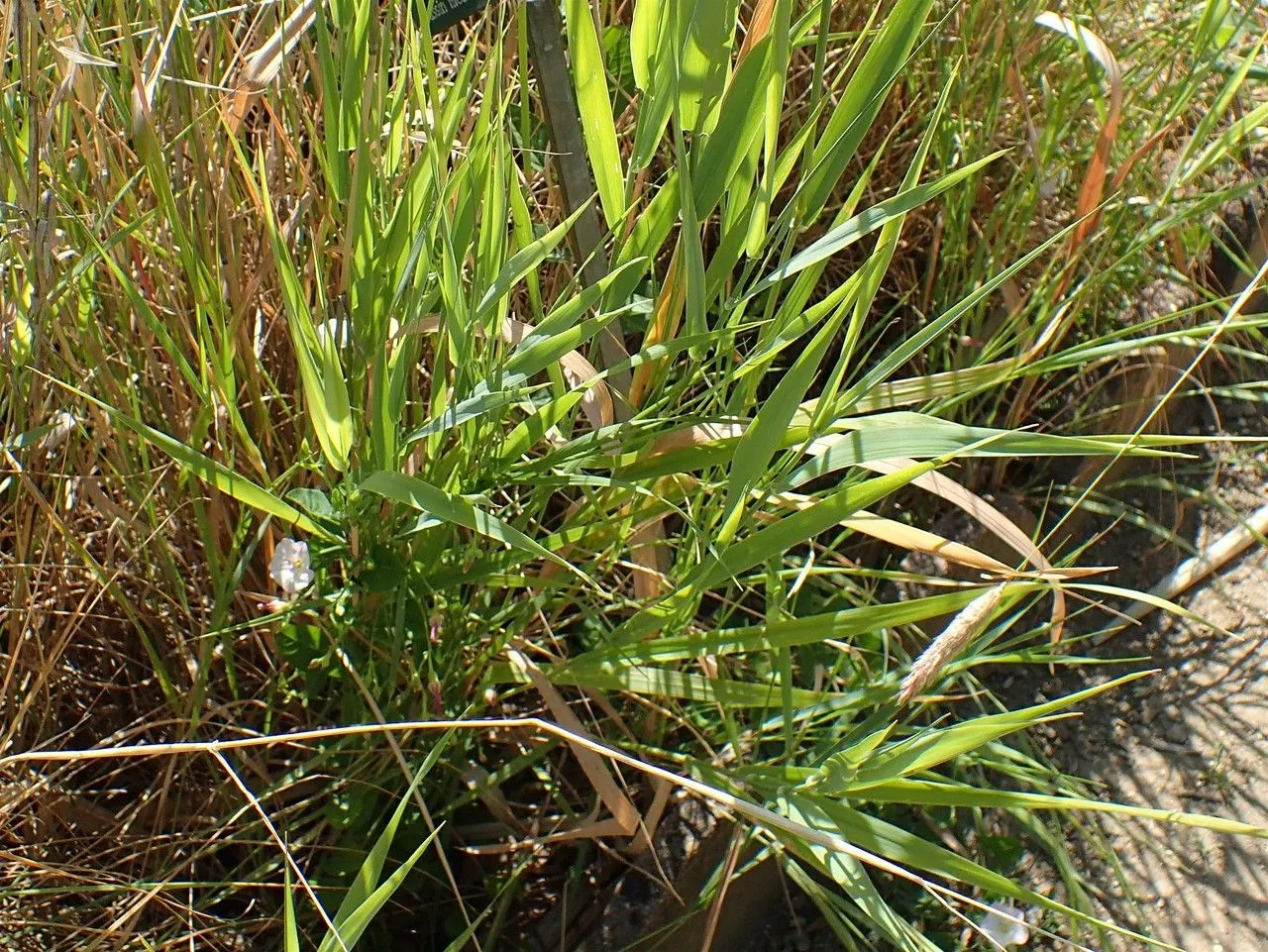 Sunol grass (Phalaris coerulescens, Fl. Atlant. 1: 56 (1798))