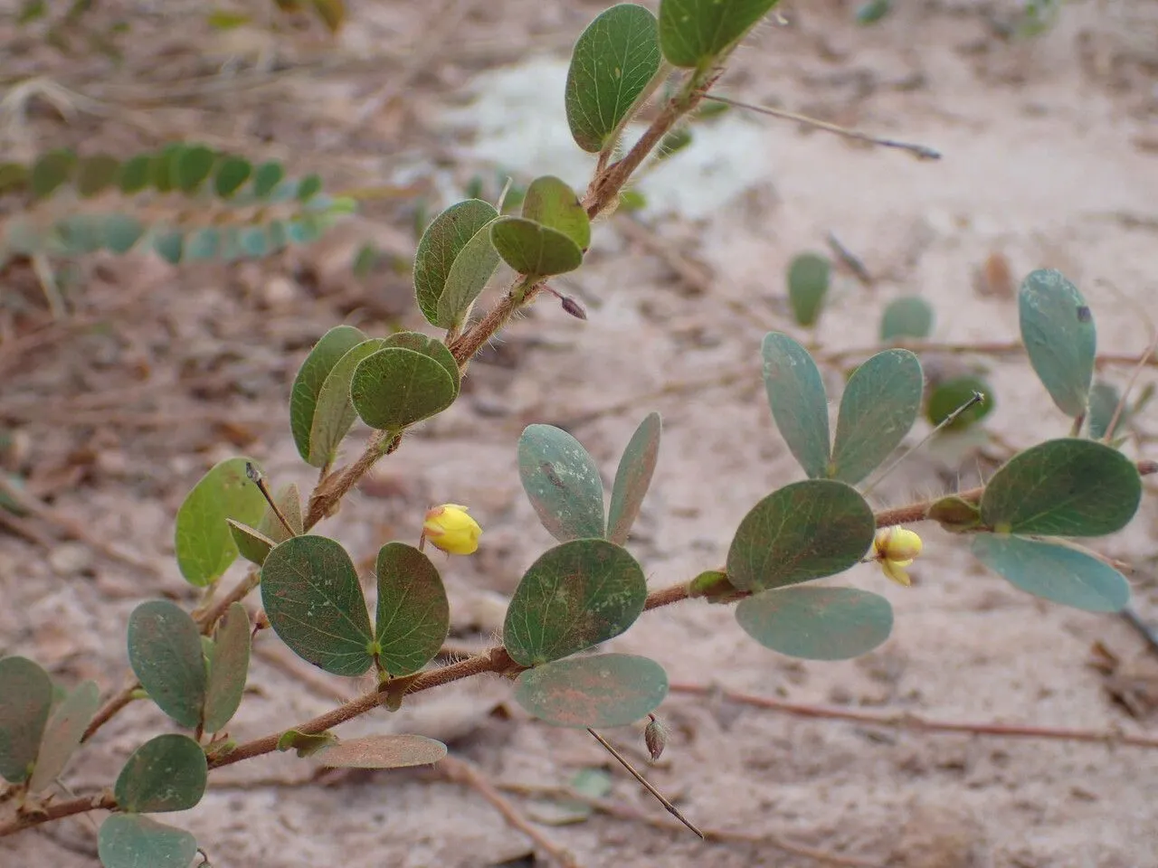 Round-leaf cassia (Chamaecrista rotundifolia, Pittonia 4: 31 (1901))