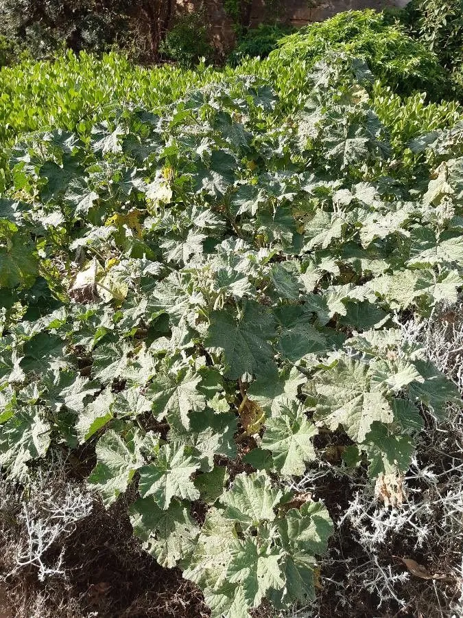 Australian-hollyhock (Malva preissiana, J.G.C.Lehmann, Pl. Preiss. 1: 238 (1845))