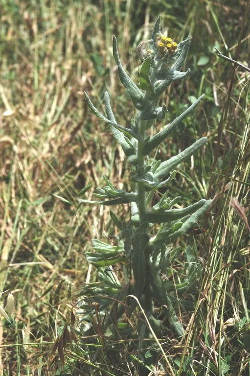 Cotton-batting-plant (Pseudognaphalium stramineum, Opera Bot. 104: 148 (1991))