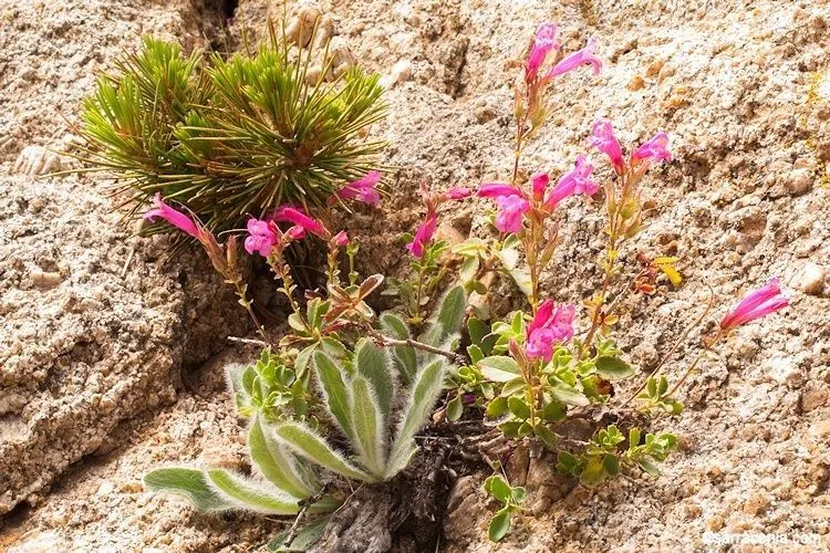 Mountain-pride (Penstemon newberryi, Pacif. Railr. Rep. Williamson & Abbot, Bot. 6(3; 2): 82 (1858))