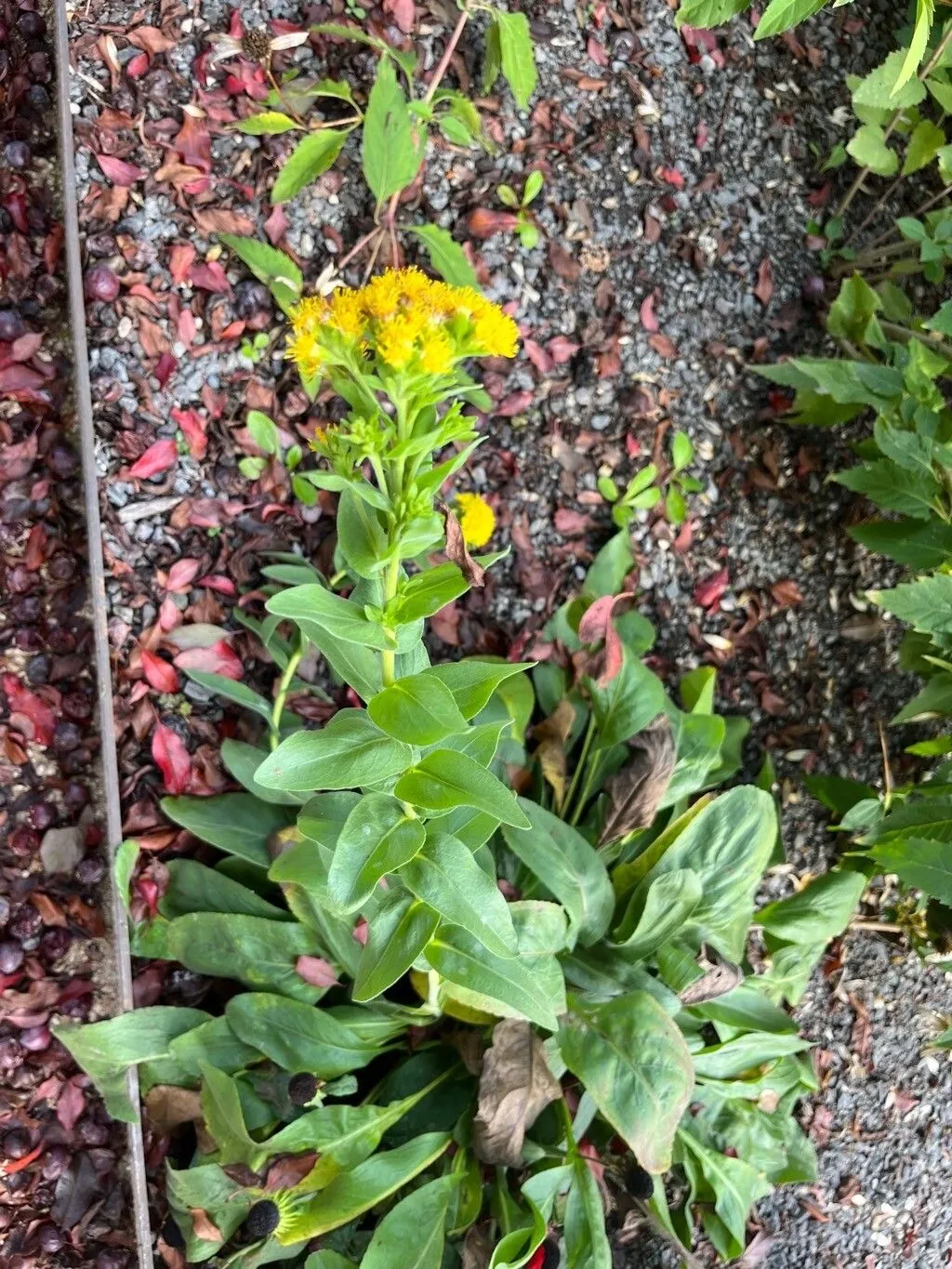 Stiff goldenrod (Solidago rigida, Sp. Pl.: 880 (1753))