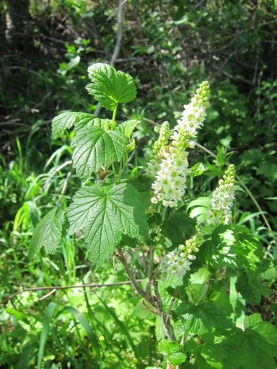 Northern black currant (Ribes hudsonianum, J.Franklin, Narr. Journey Polar Sea: 734 (1823))