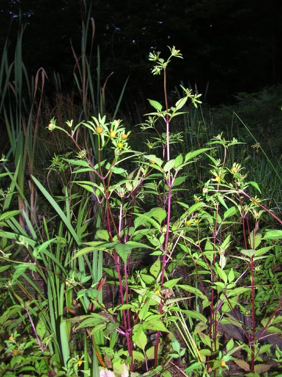 Trifid bur-marigold (Bidens tripartita, Sp. Pl.: 831 (1753))