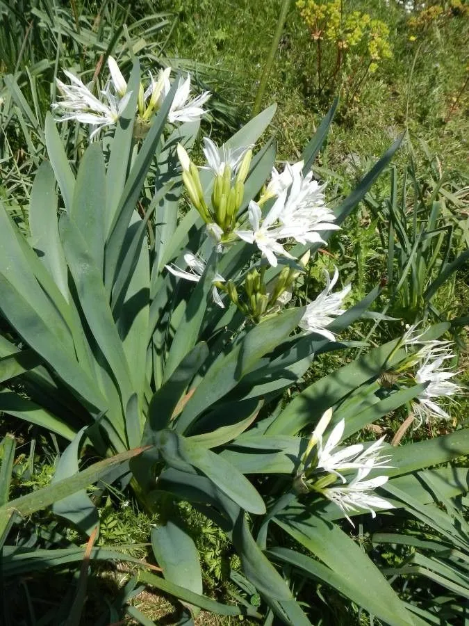 Illyrian sea lily (Pancratium illyricum, Sp. Pl.: 291 (1753))