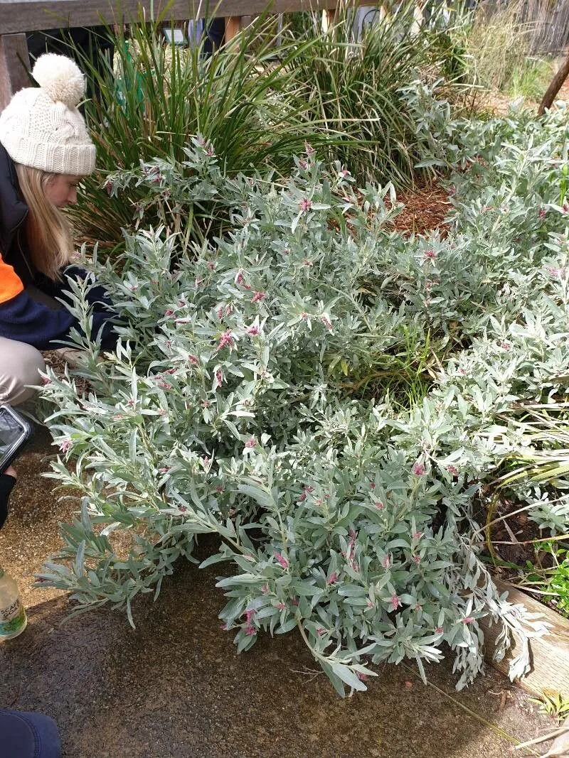 Grey saltbush (Atriplex cinerea, J.B.A.M.de Lamarck, Encycl., Suppl. 1: 471 (1811))