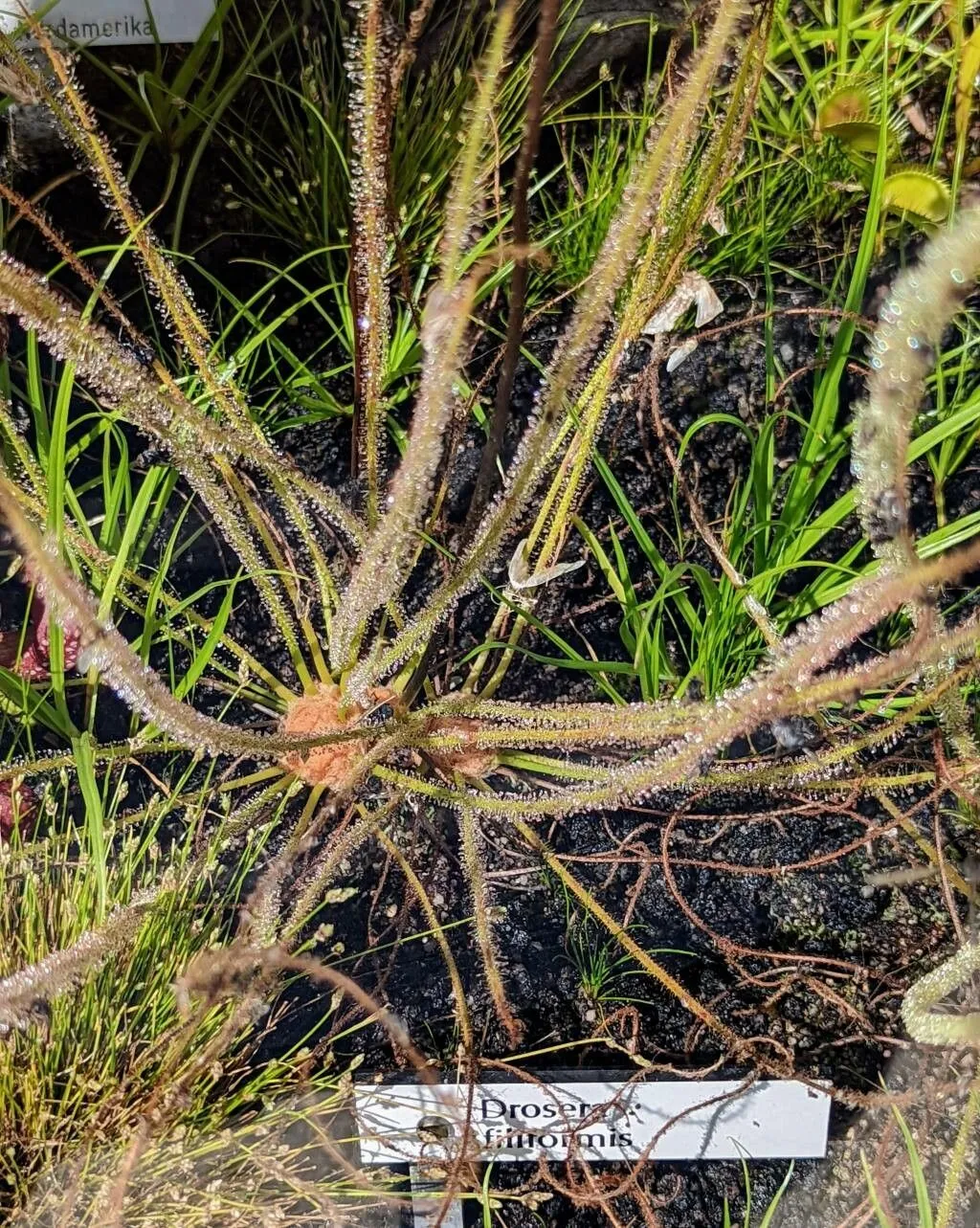 Threadleaf sundew (Drosera filiformis, Med. Repos., ser. 2, 5: 360 (1808))