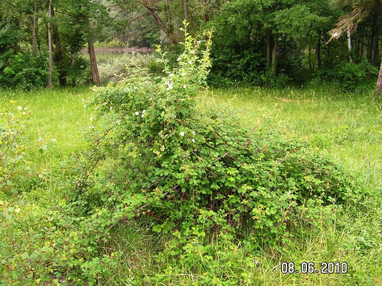 Small-flower sweetbriar (Rosa micrantha, Engl. Bot. 35: t. 2490 (1813))