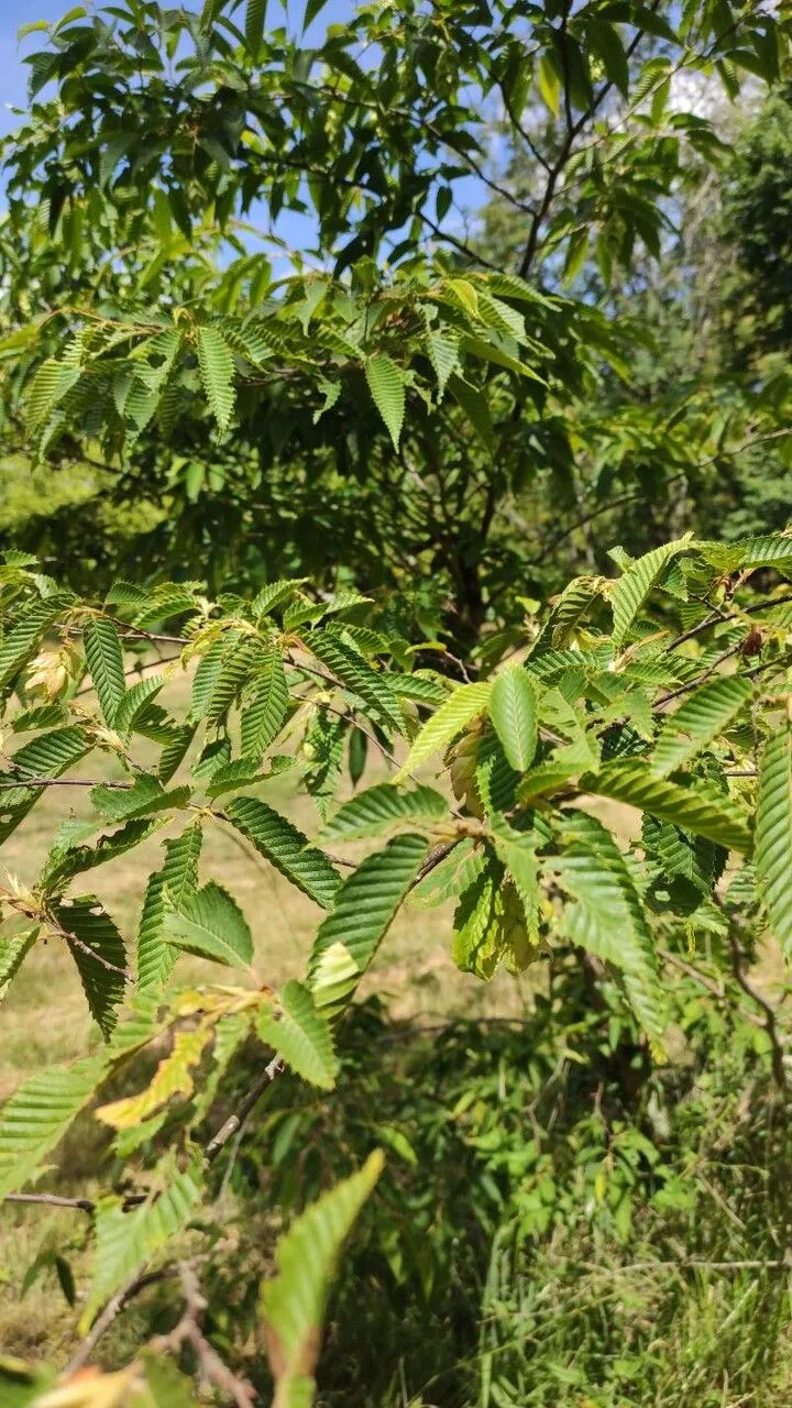 Japanese hornbeam (Carpinus japonica, Mus. Bot. 1: 308 (1851))