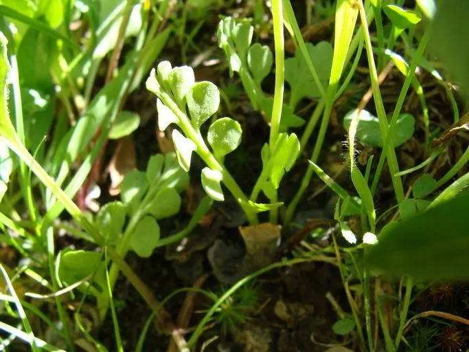 Little grapefern (Botrychium simplex, Amer. J. Sci. Arts 6: 103 (1823))